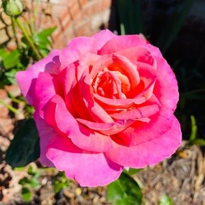 Meet your Posher, Ashlyn